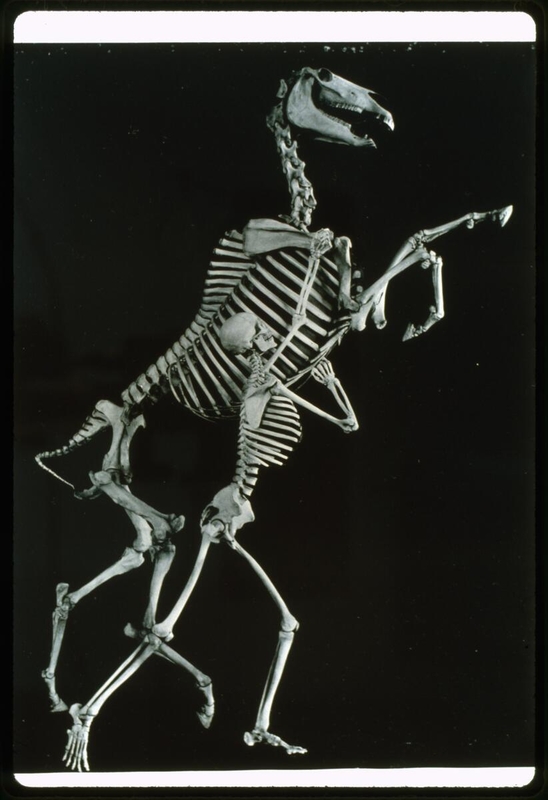 Mounted skeletons of man and rearing horse