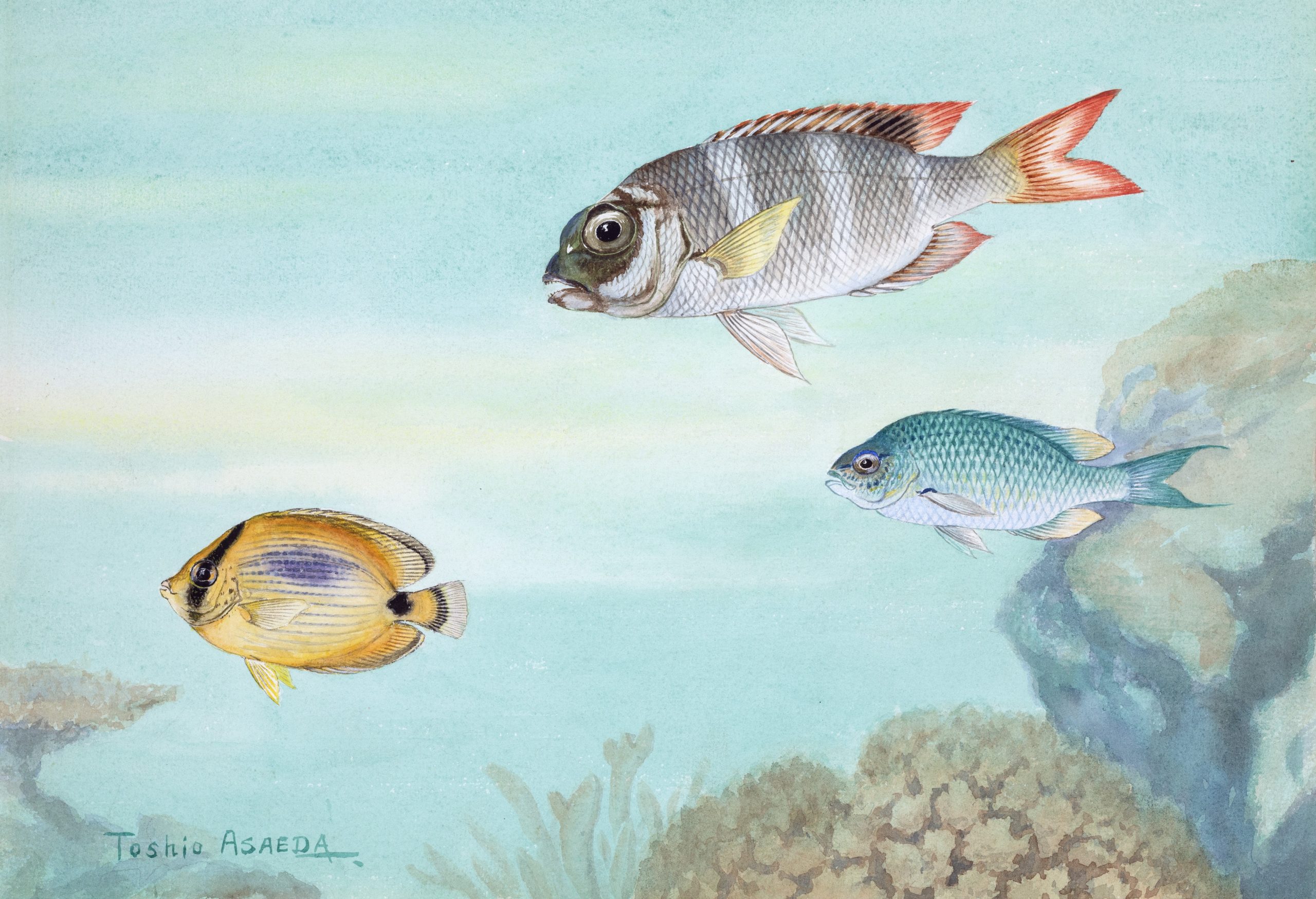 "Coral Reef Fish" painting by Asaeda