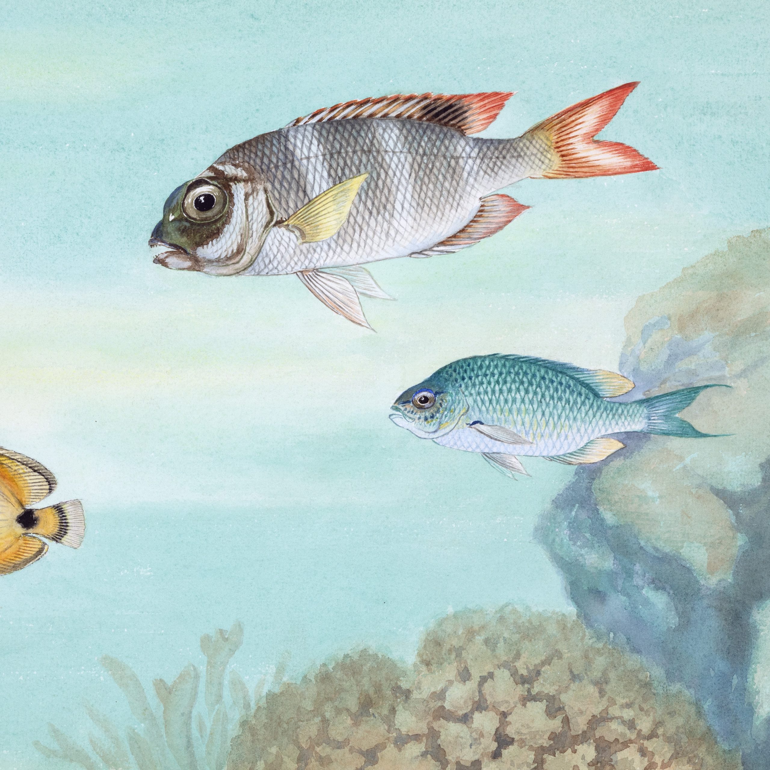 "Coral Reef Fish" painting by Asaeda