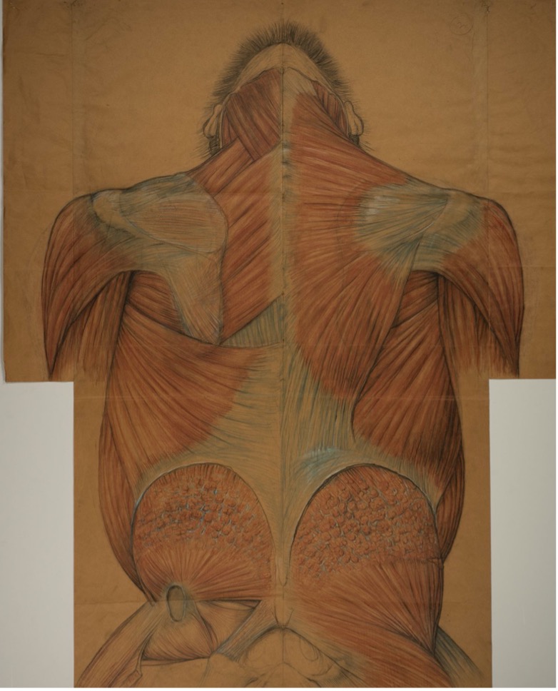 Betsy Garret and Jeanet Steckler, Gorilla Anatomy Drawings