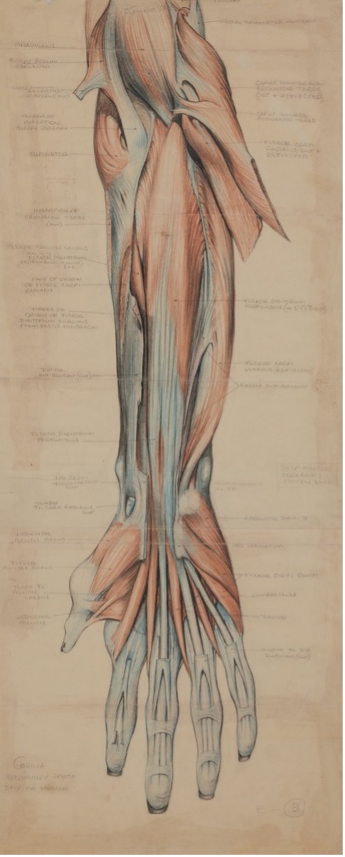 Right forearm and hand: Volar aspect with flexors.