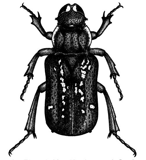 A black and white illustration of a beetle