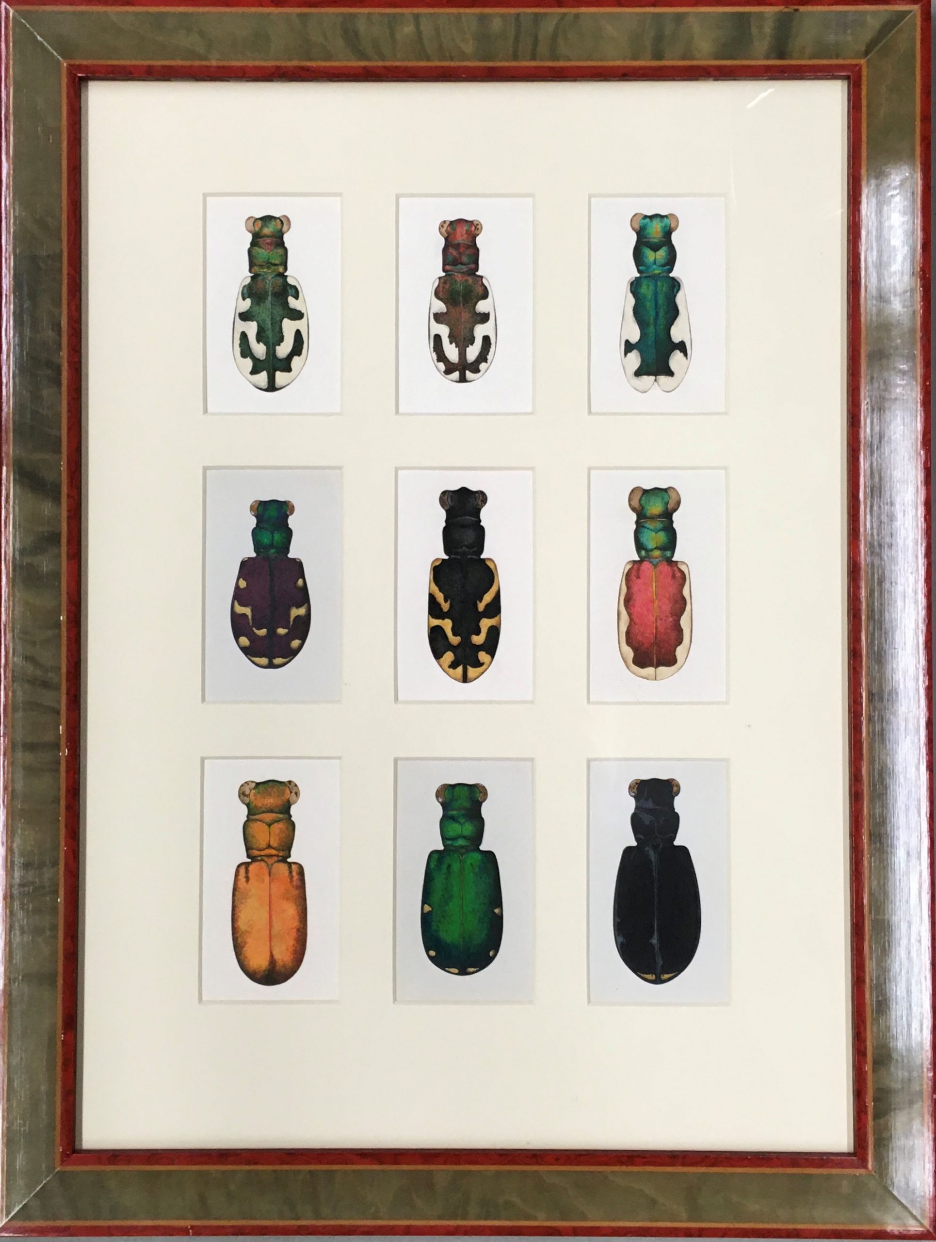 A three by three grid of drawings of tiger beetles